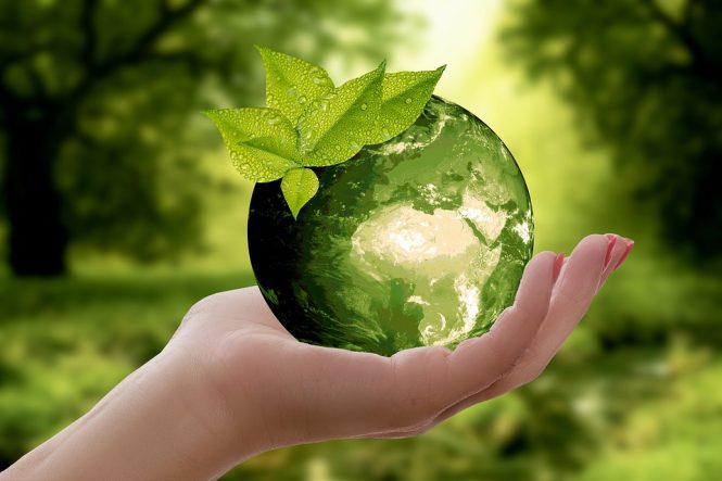 Featured image for The Role of Franchise Sustainability and Environmental Responsibility